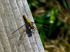 Orthetrum japonicum