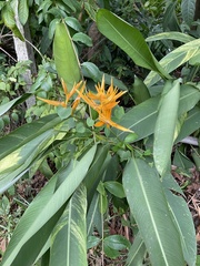 Heliconia psittacorum