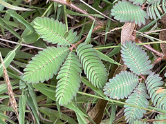 Mimosa pudica