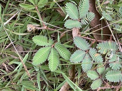Mimosa pudica