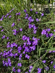 Aubrieta deltoidea