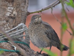 Turdus merula