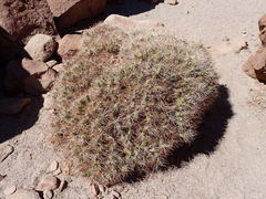 Maihueniopsis camachoi
