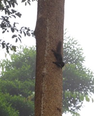 Callosciurus notatus