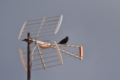 Turdus merula