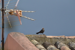 Turdus merula