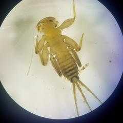 Maccaffertium mediopunctatum