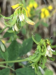 Trigonella esculenta
