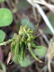 Trigonella esculenta