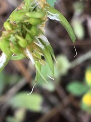 Trigonella esculenta