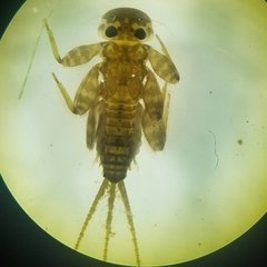 Maccaffertium mediopunctatum