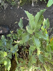 Olearia × macrodonta