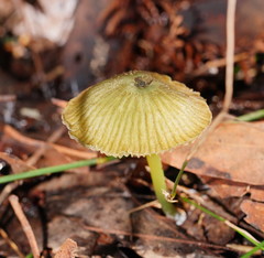 Entoloma rodwayi