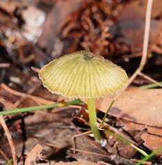 Entoloma rodwayi