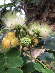 Albizia