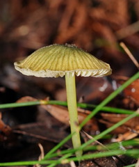 Entoloma rodwayi