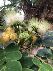 Albizia