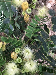 Albizia