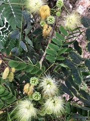 Albizia