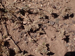 Tiquilia atacamensis