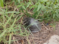 Cuora amboinensis kamaroma