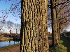 Populus deltoides