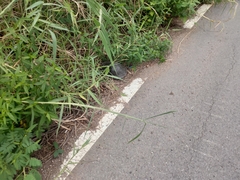 Cuora amboinensis kamaroma