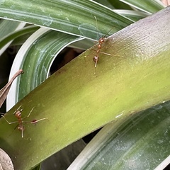 Oecophylla smaragdina