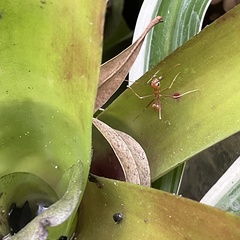 Oecophylla smaragdina