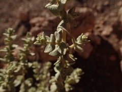 Atriplex atacamensis