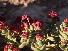 Cistanthe celosioides