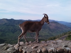 Nilgiritragus hylocrius