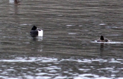 Aythya fuligula