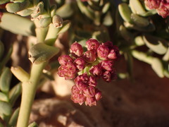 Cistanthe celosioides