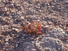 Cistanthe celosioides