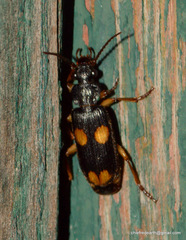 Macrocheilus