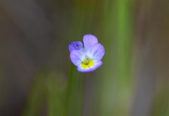 Viola kitaibeliana