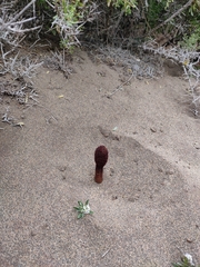 Cynomorium coccineum