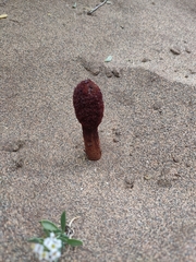 Cynomorium coccineum