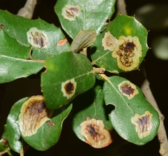 Phyllonorycter belotella