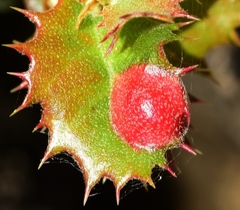 Plagiotrochus quercusilicis