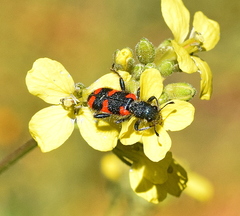 Trichodes punctatus