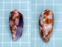 Conus tulipa