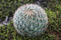 Mammillaria densispina
