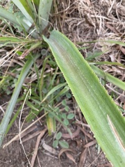 Ananas comosus comosus