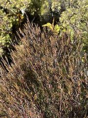 Dracophyllum subulatum