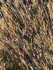 Dracophyllum subulatum