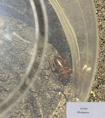 Blattodea