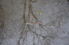 Aporrectodea caliginosa