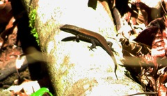 Eutropis rudis
